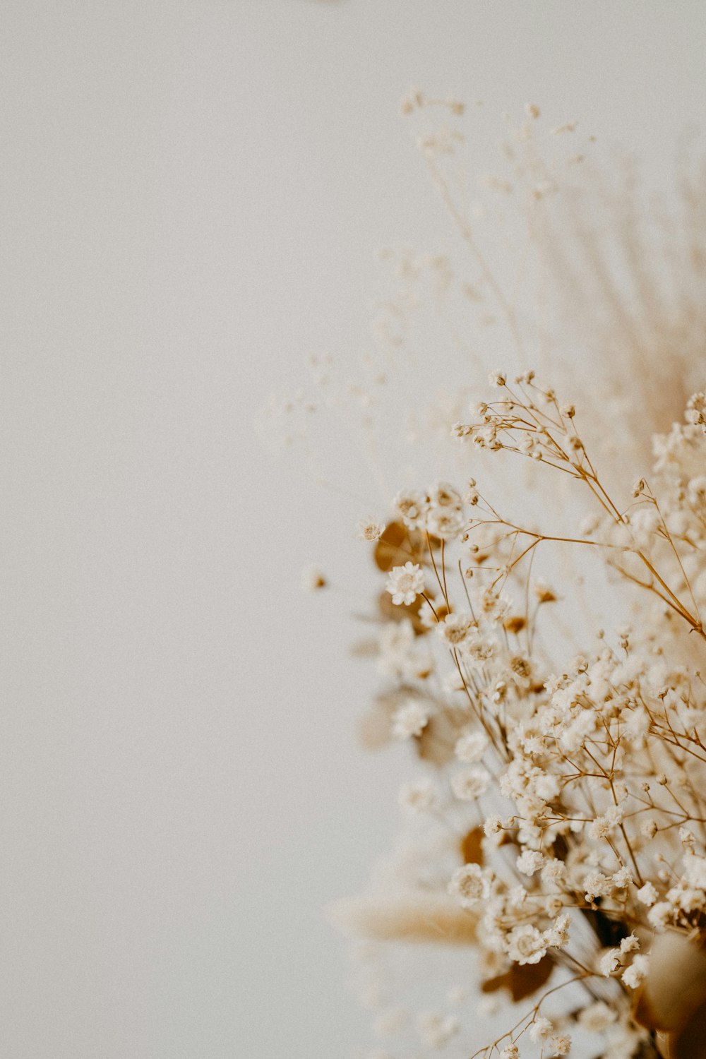 接写の白い花