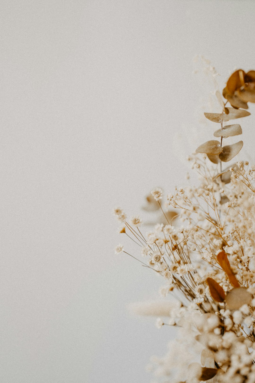 white flowers on white background