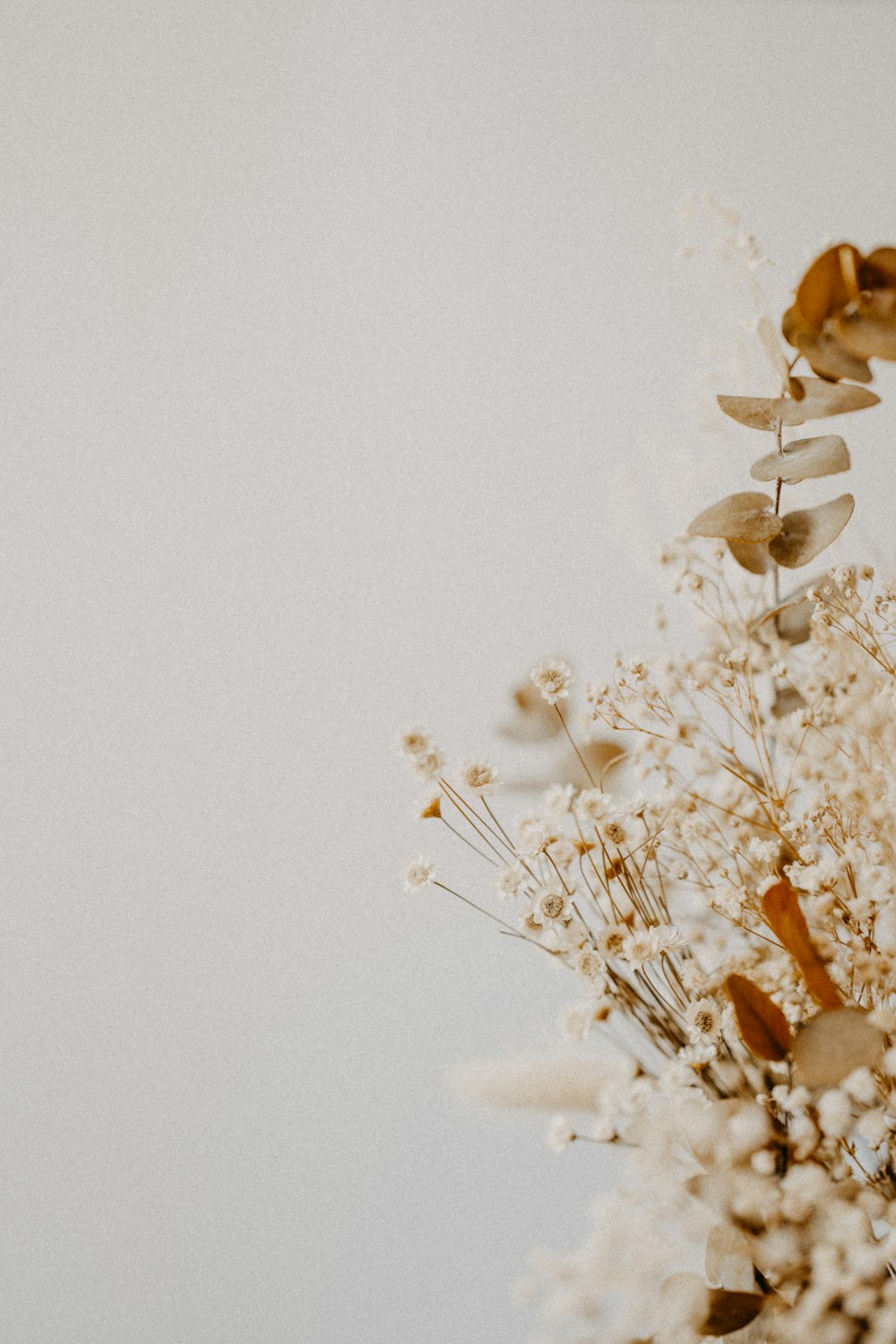 white flowers on white background photo – Free Dried flowers Image on  Unsplash