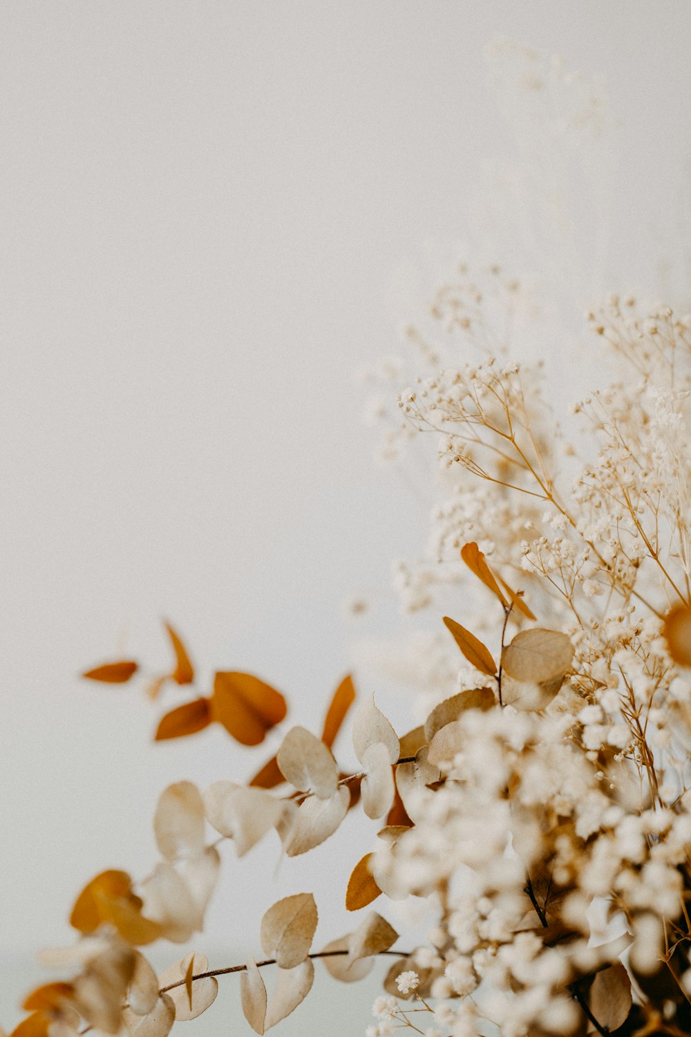 white flowers on white background