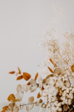 white flowers on white background