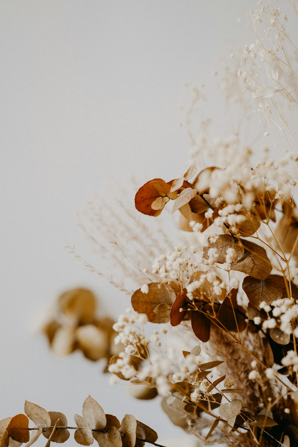 white flowers on white surface