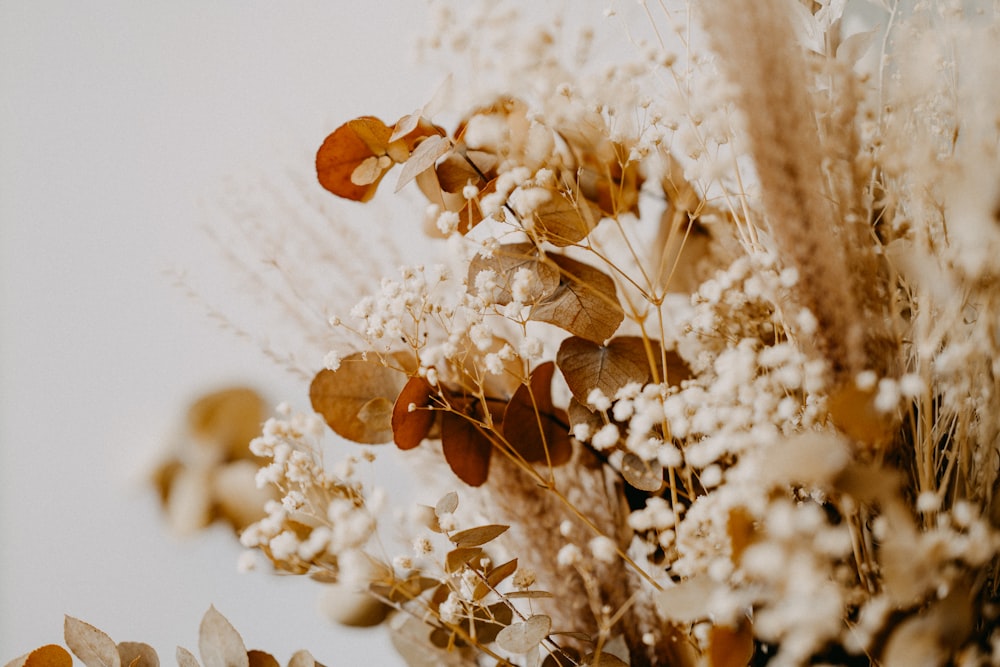 white flowers on white surface