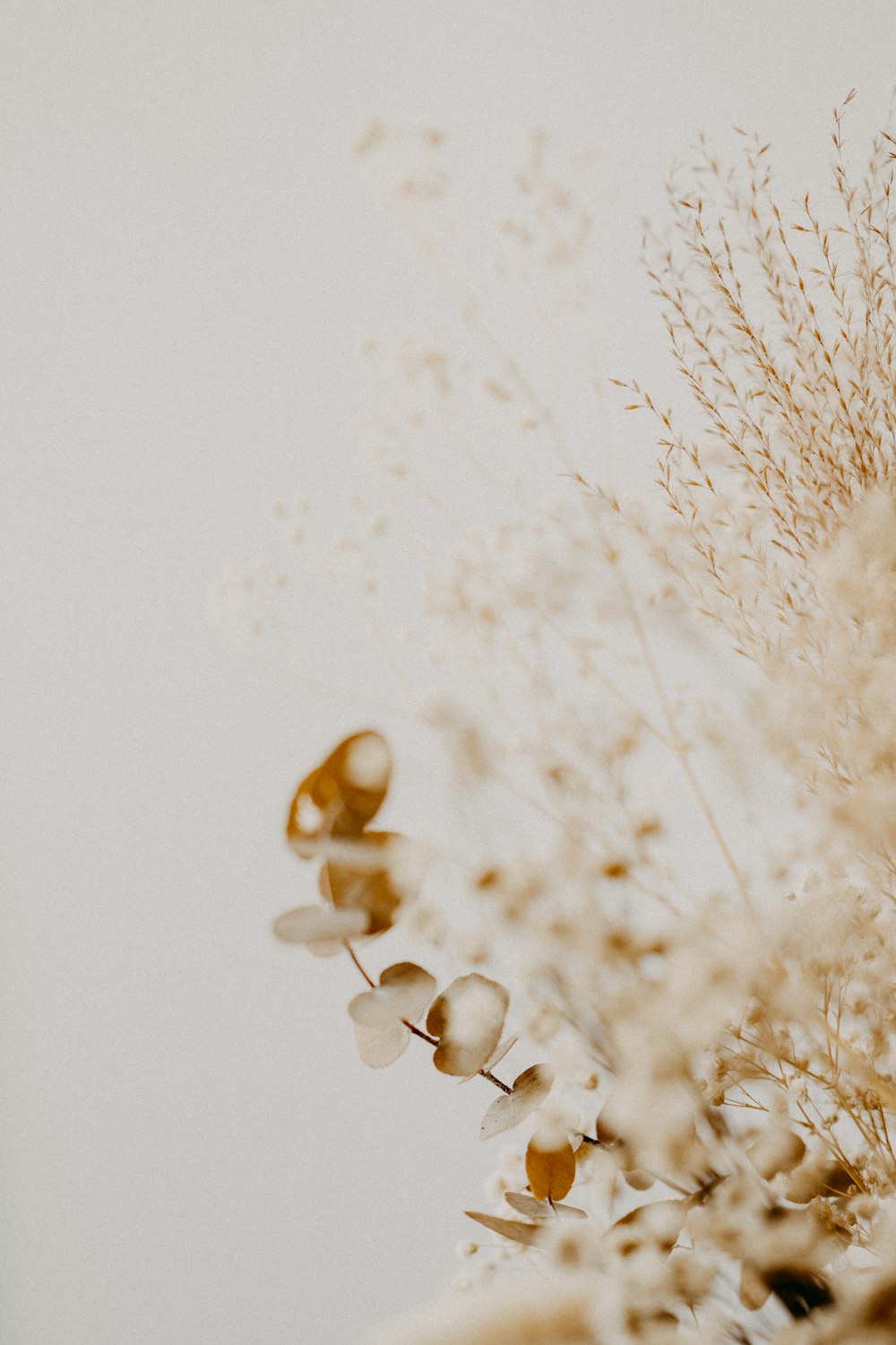 brown and white flower petals