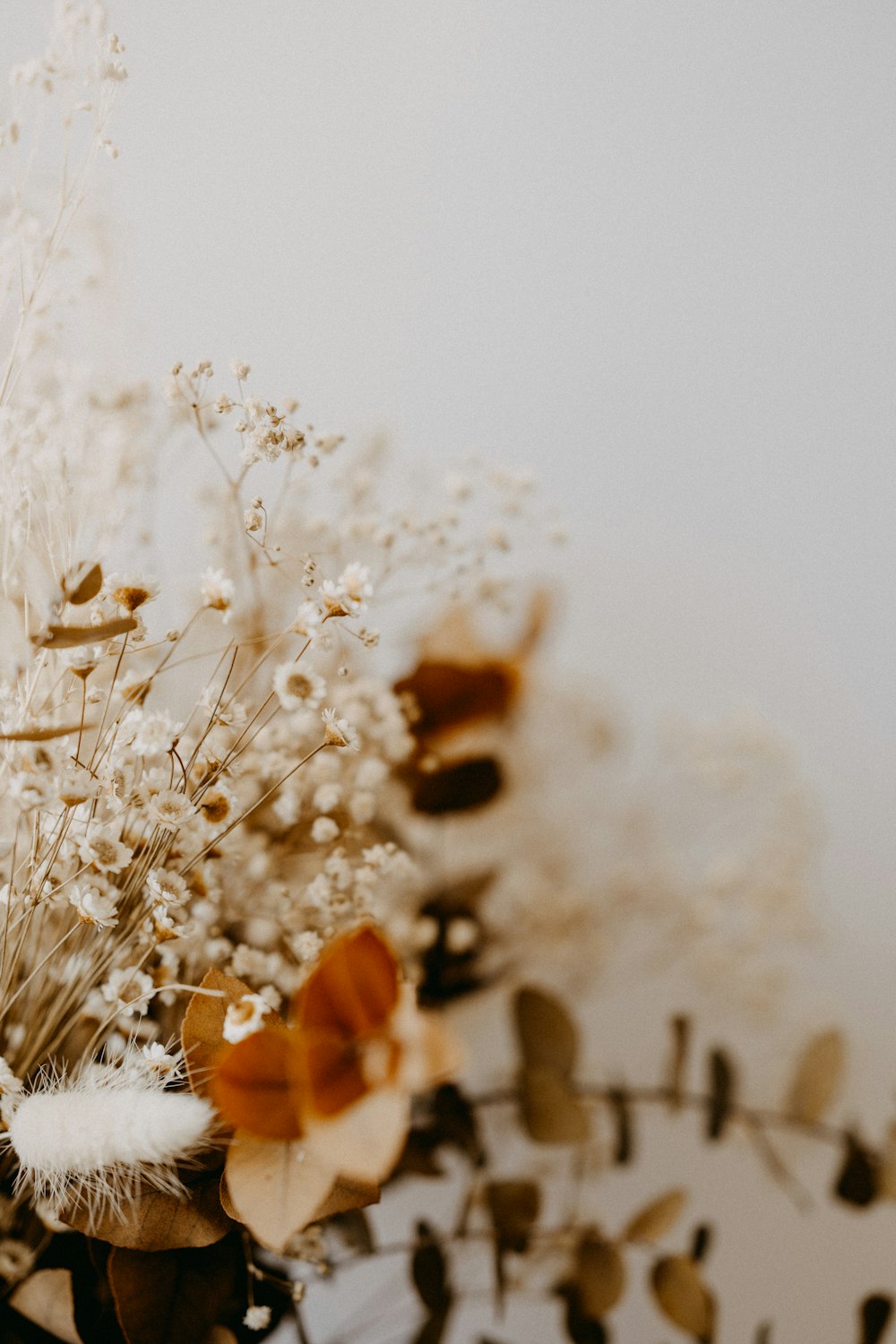 boccioli di fiori bianchi nella fotografia ravvicinata