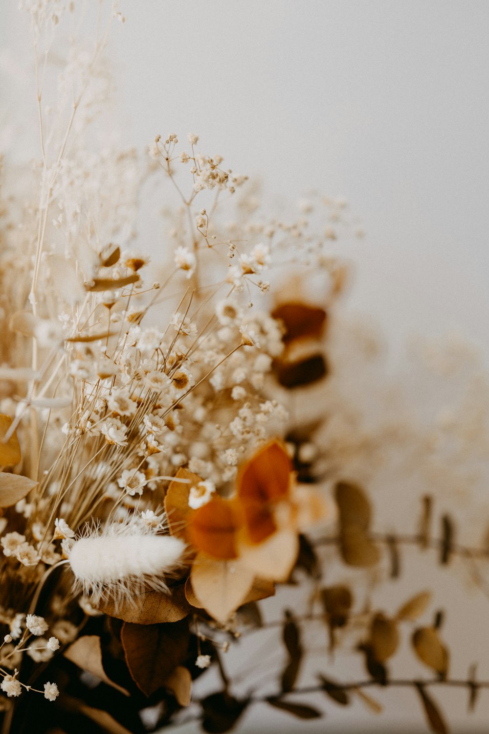 흰색과 갈색 꽃 클로즈업 사진