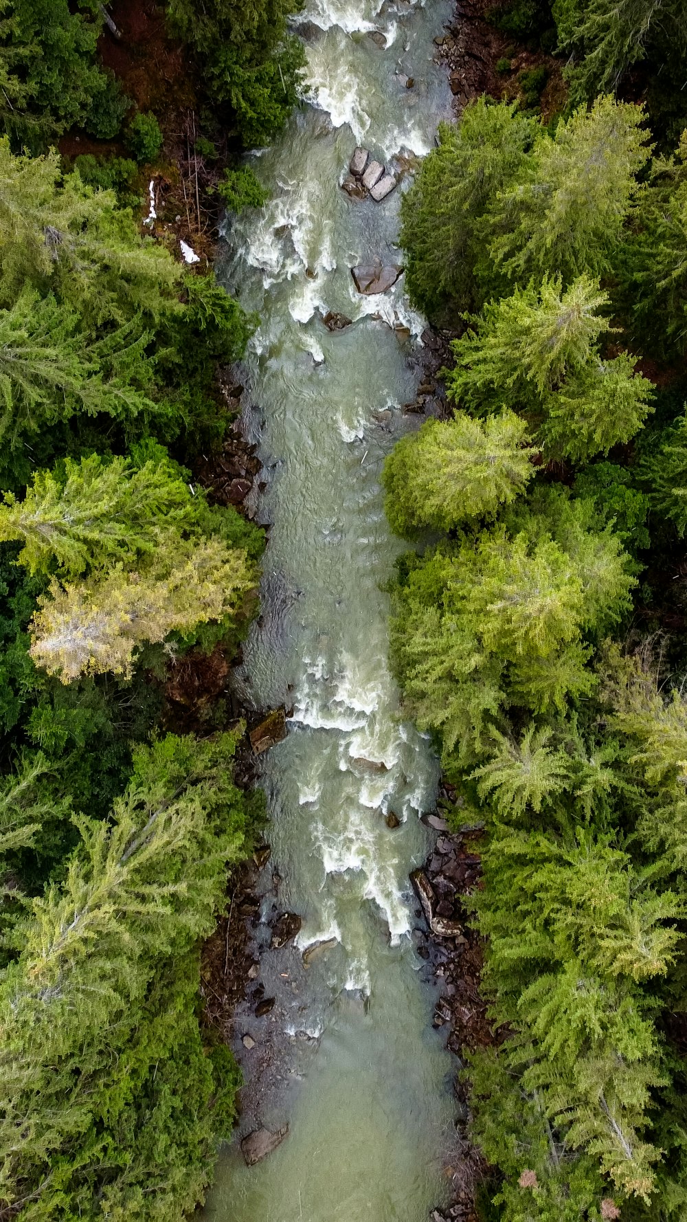 green moss on brown tree trunk