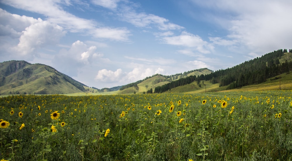 yellow flower field near green mountains under blue sky during daytime