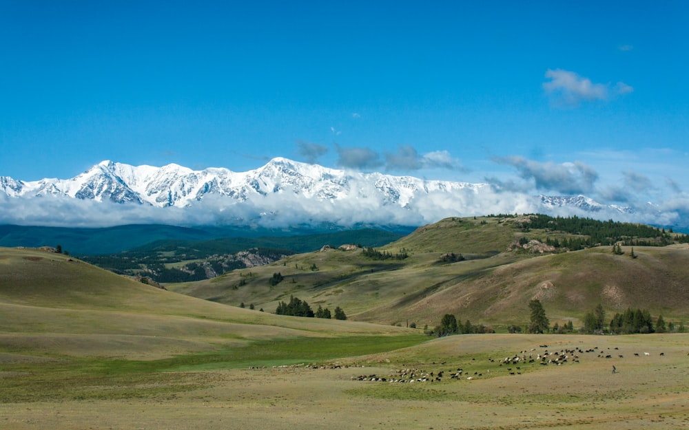 campo di erba verde e montagne coperte di neve sotto il cielo blu durante il giorno