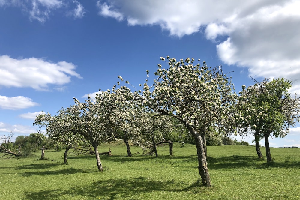 campo de hierba verde con árboles verdes bajo el cielo azul y nubes blancas durante el día