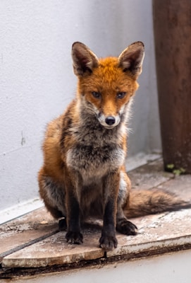 brown fox on gray concrete floor