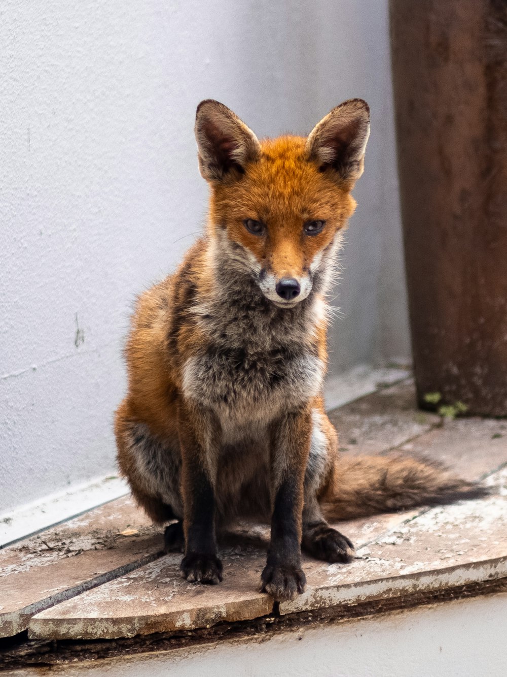 brown fox on gray concrete floor