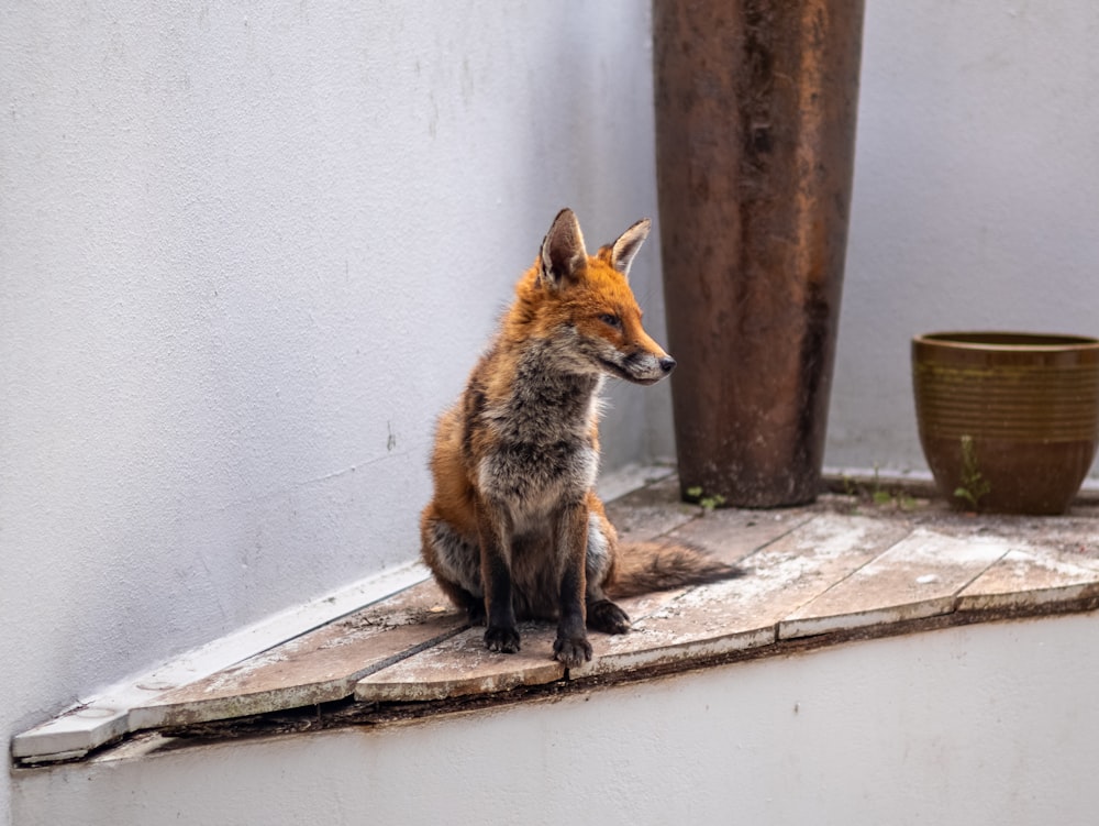 fox on white concrete wall