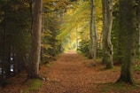 Sunlight filtering through autumn leaves on a peaceful forest path.
