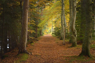 A peaceful forest path with autumn leaves scattered on the ground