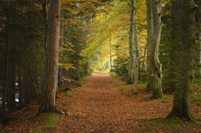 A peaceful forest path is covered with autumn leaves, flanked by tall trees with mixed foliage in green and golden hues. Sunlight filters through the canopy, creating dappled light patterns on the pathway.