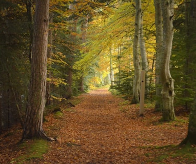 brown dried leaves on ground with trees