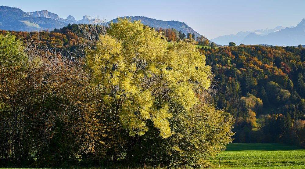 green and yellow leaf trees near mountain during daytime