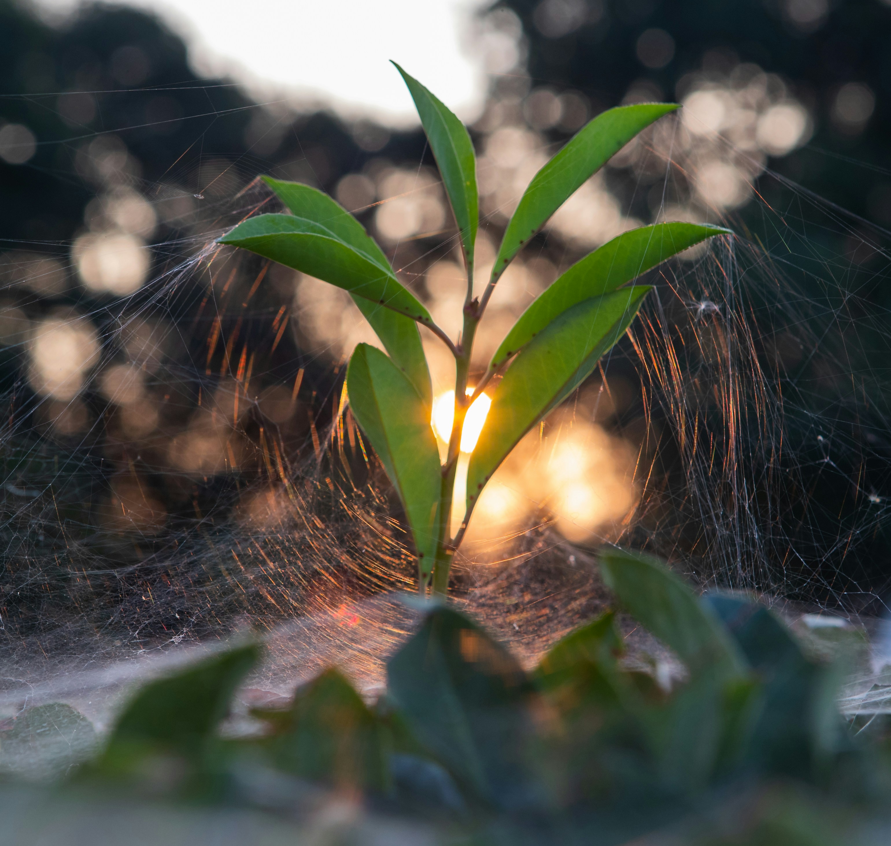 green plant on spider web during daytime