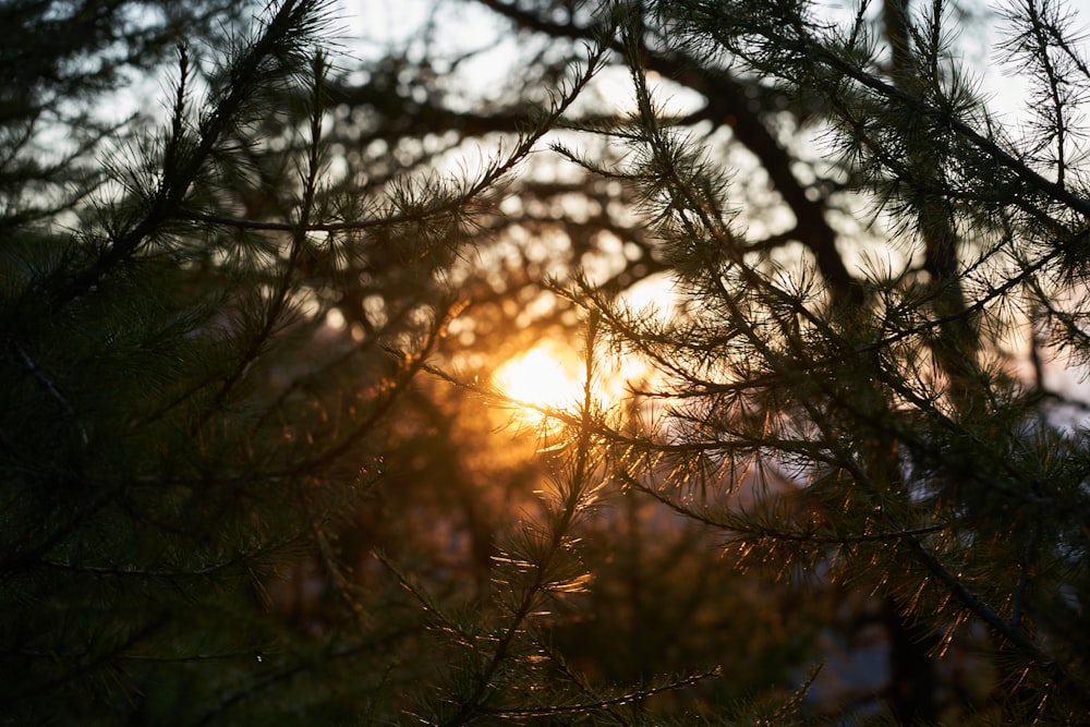 sun behind leafless tree during sunset