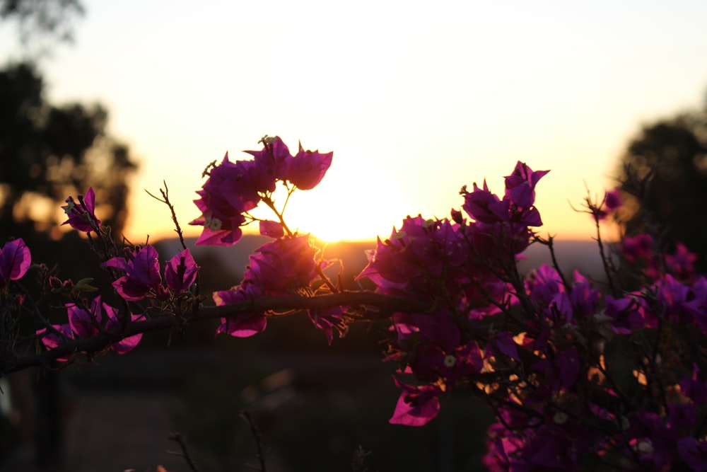 purple flowers with green leaves during sunset