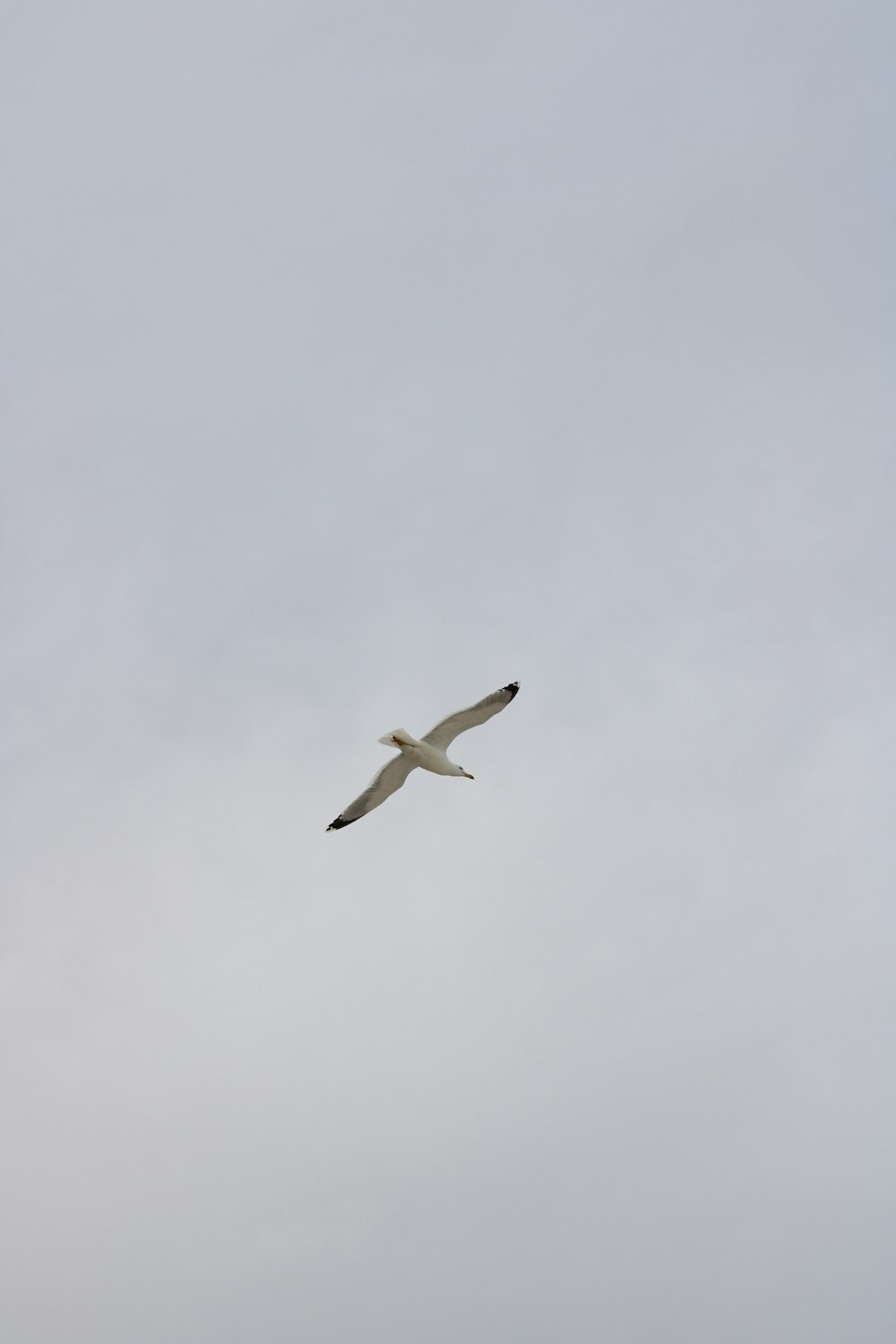 white bird flying under white clouds during daytime