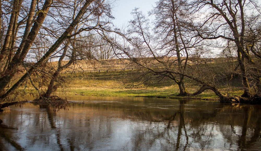 brown trees beside river under white sky during daytime