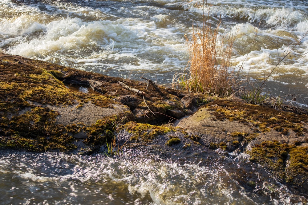 brown and green moss on brown rock near body of water during daytime