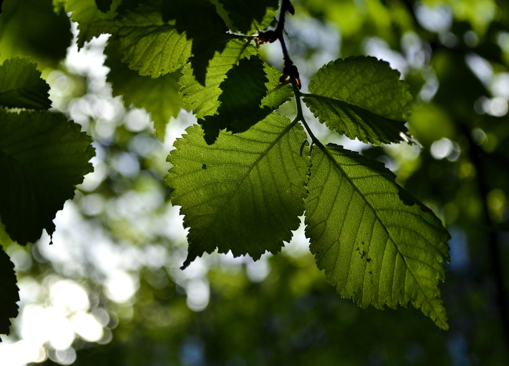 green leaf in close up photography