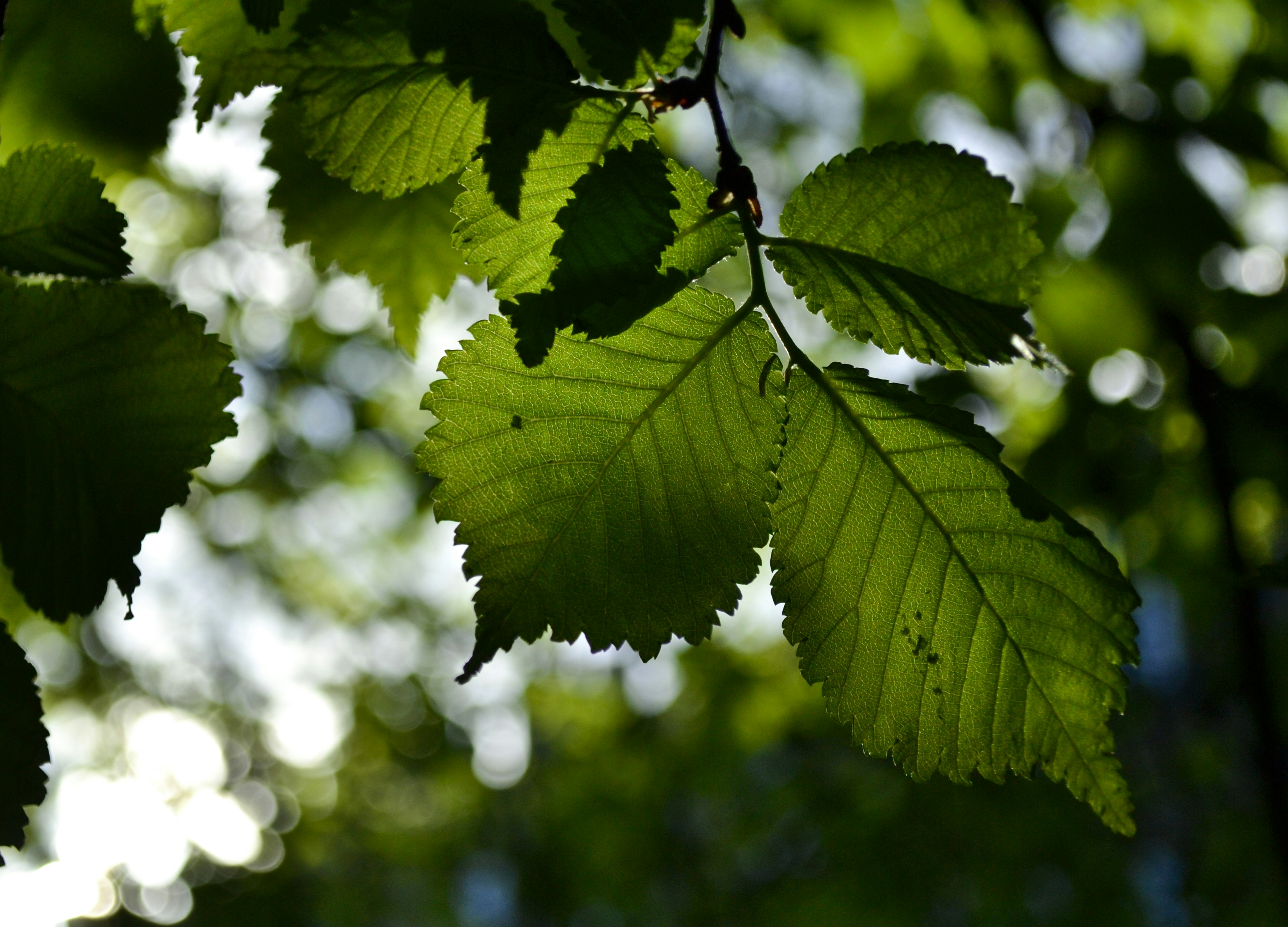 Birch leaves in the sunshine in a forest.