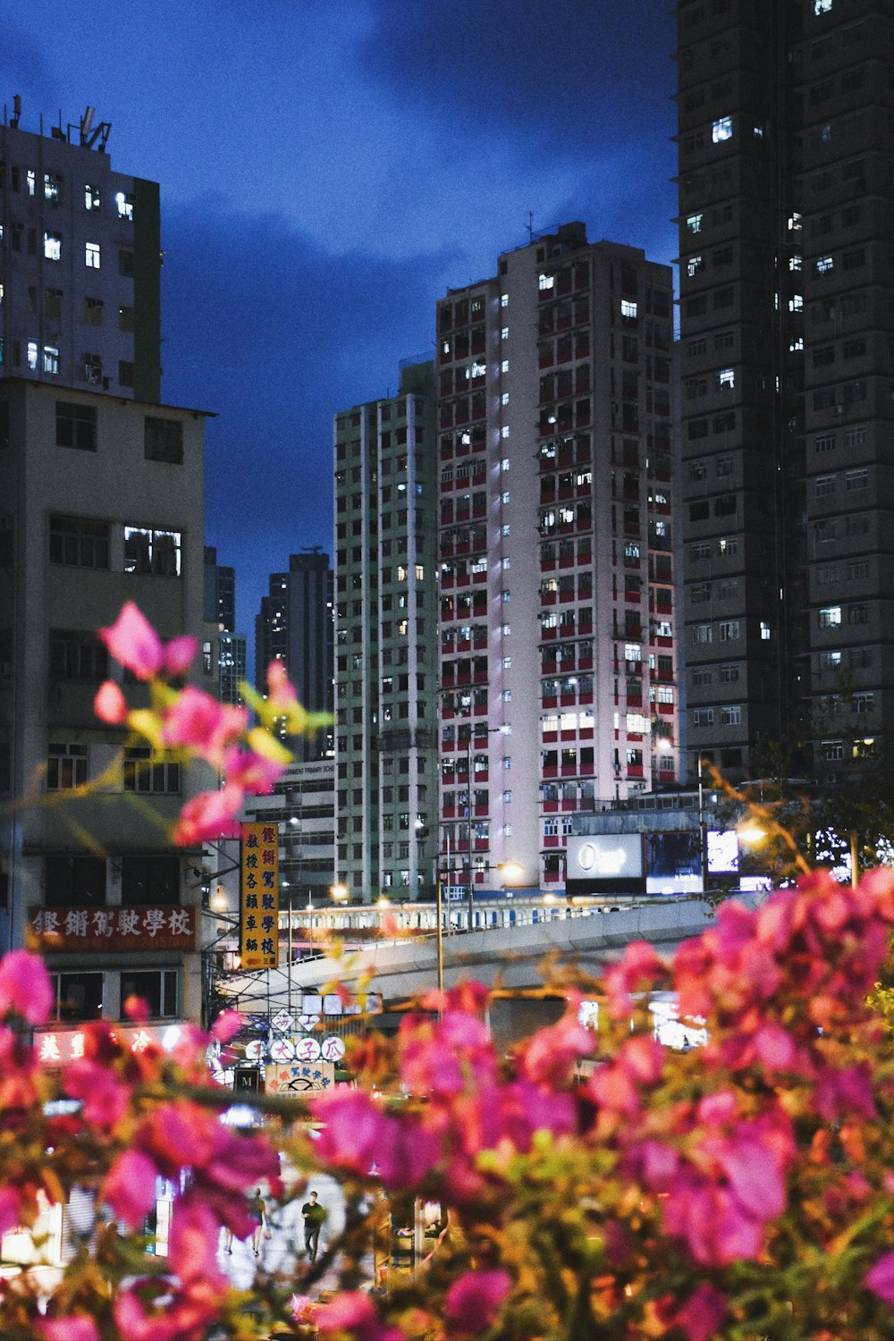 pink and yellow flowers near high rise buildings during nighttime