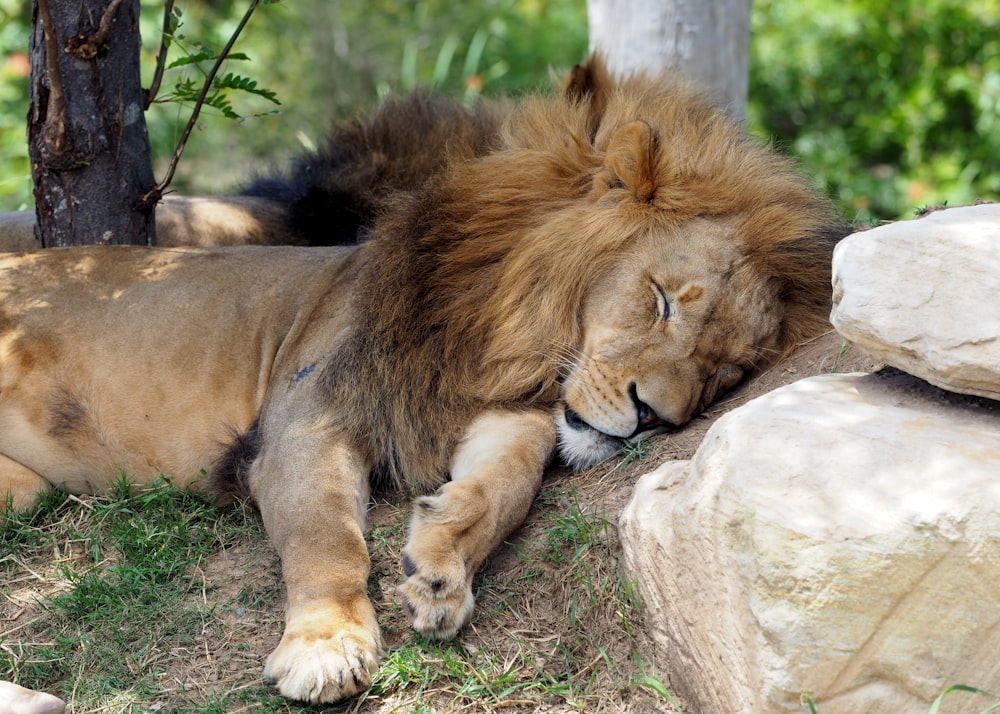 lion lying on gray rock during daytime