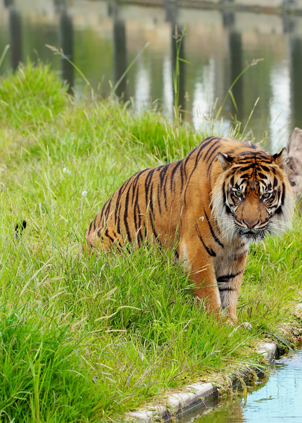 Tigre en hierba verde durante el día