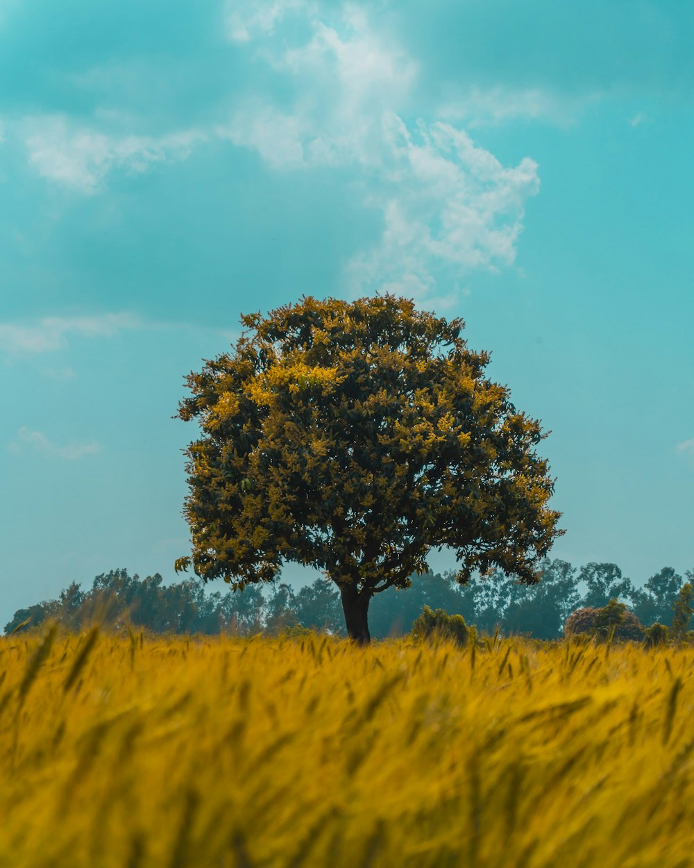green tree on yellow grass field under blue sky during daytime