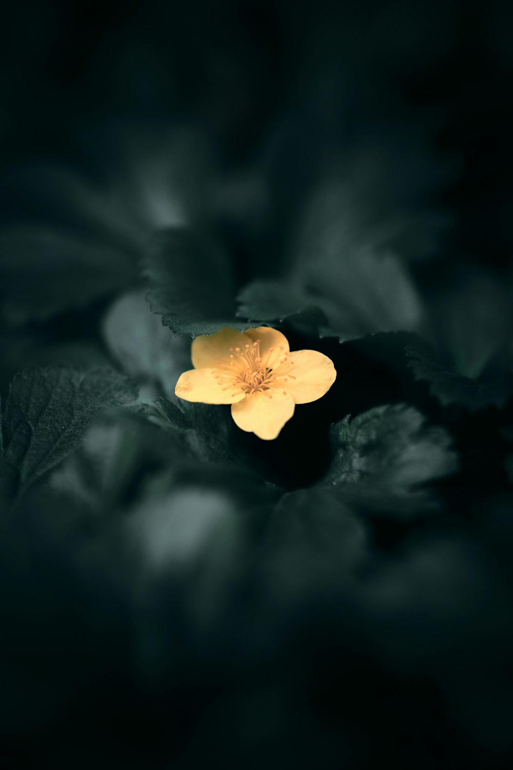 white flower in black background