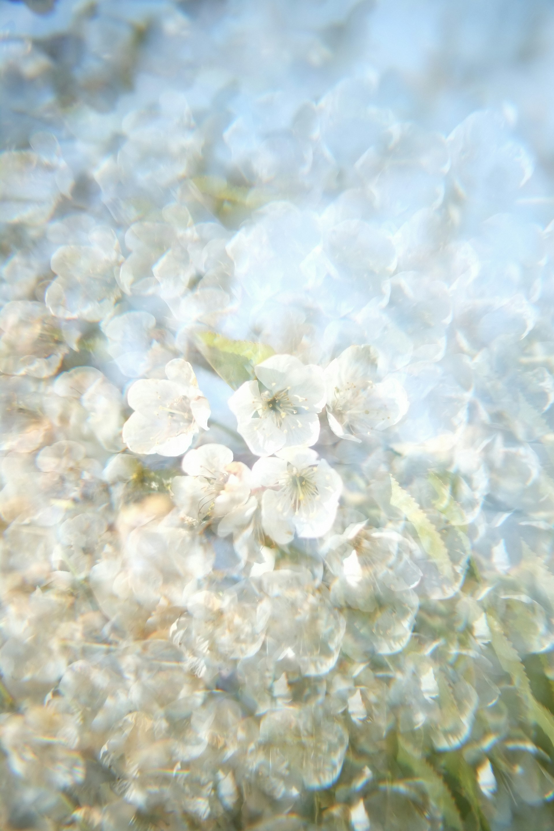 white flower on body of water