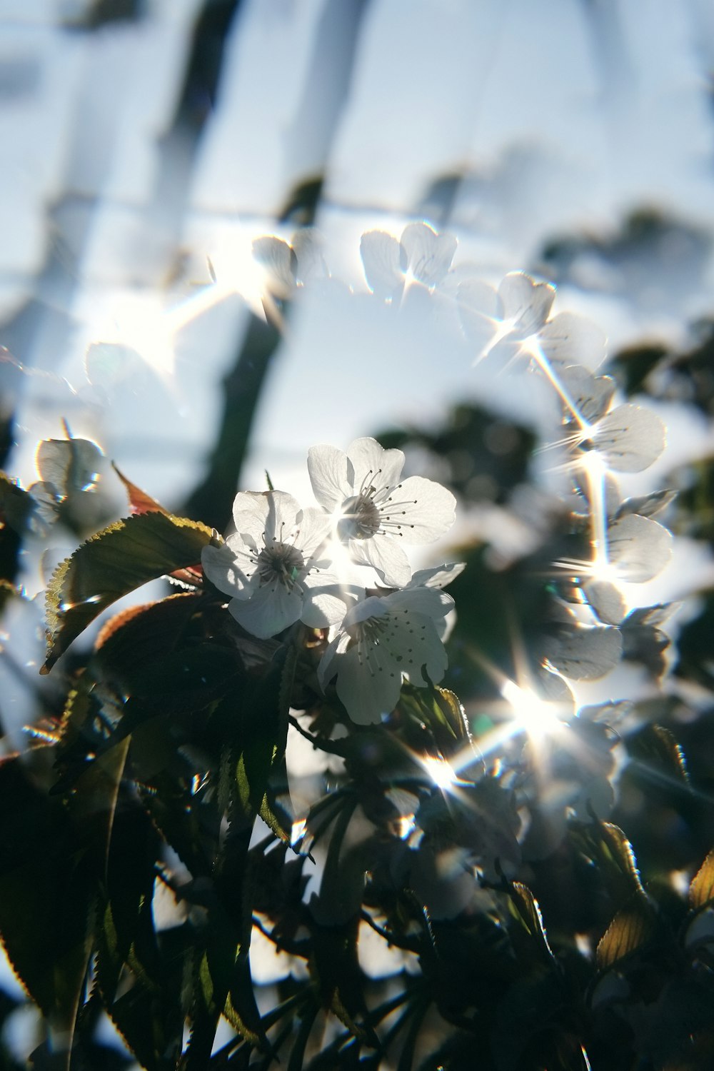 white cherry blossom in bloom during daytime