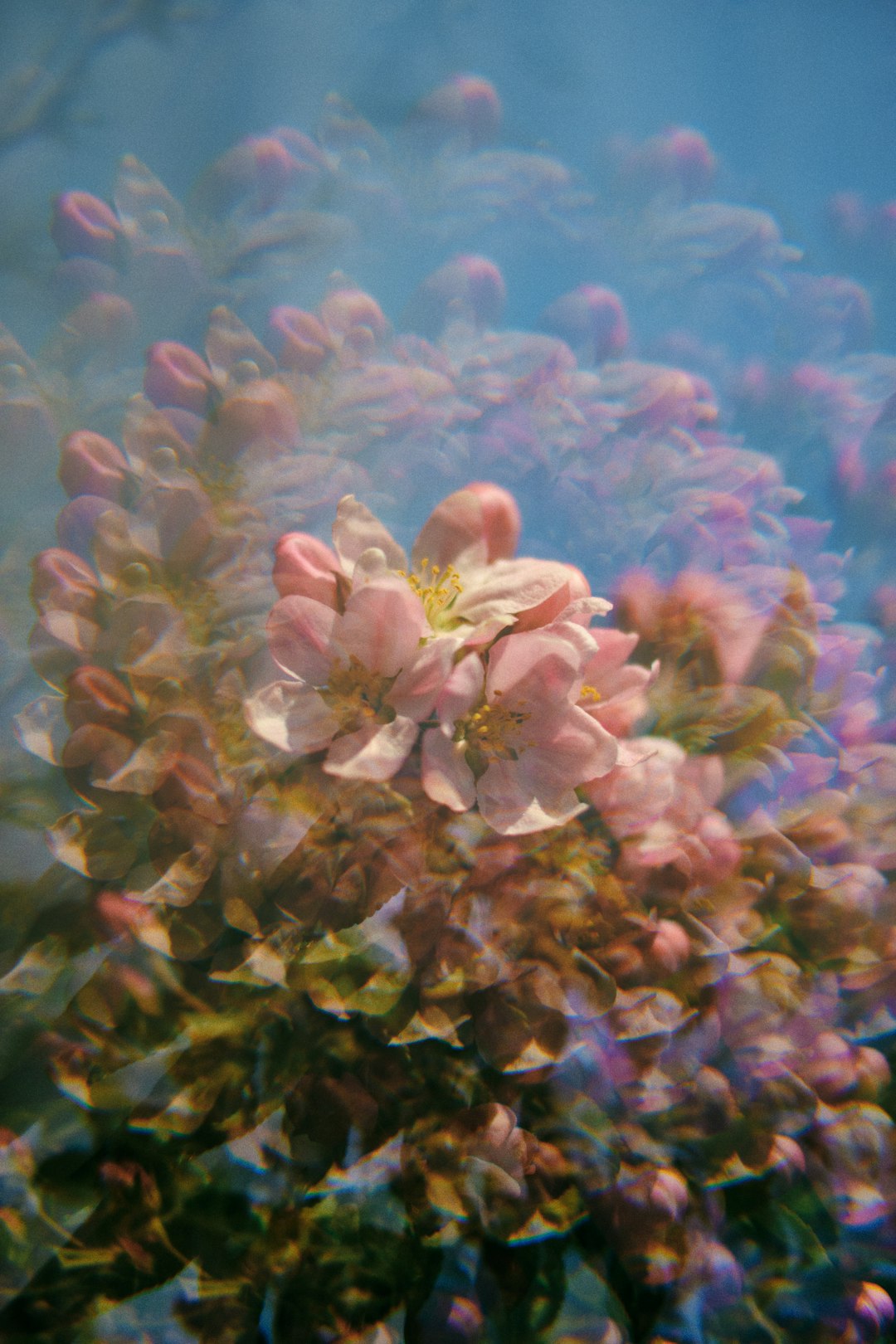 pink and green flower petals