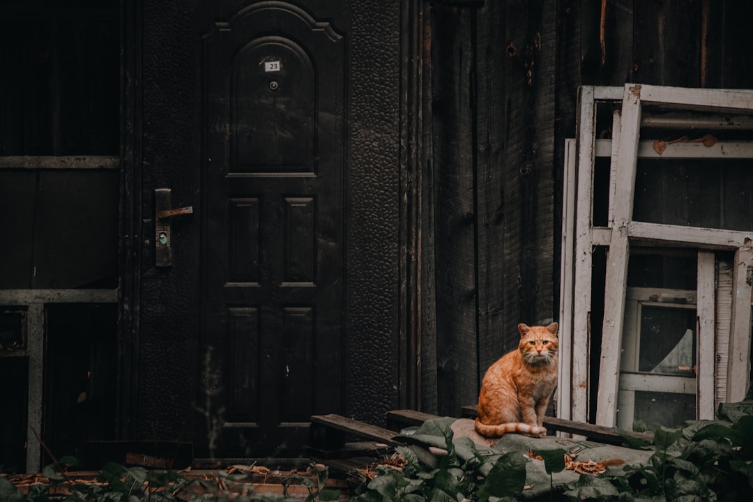 orange tabby cat on green leaves