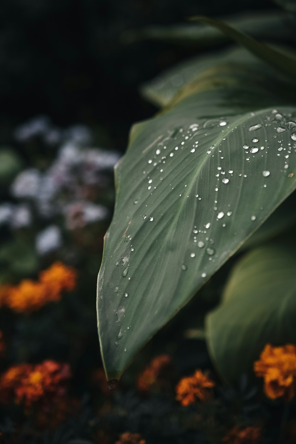 green leaf with water droplets