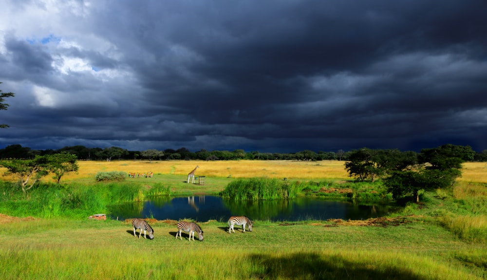 Champ d’herbe verte sous les nuages gris