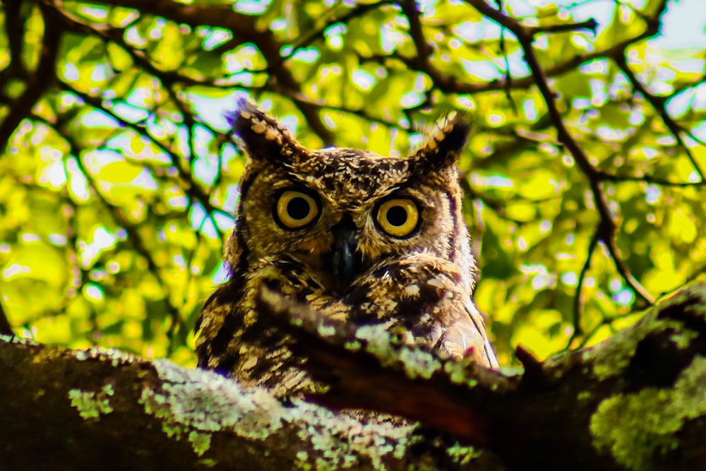 brown owl on tree branch during daytime