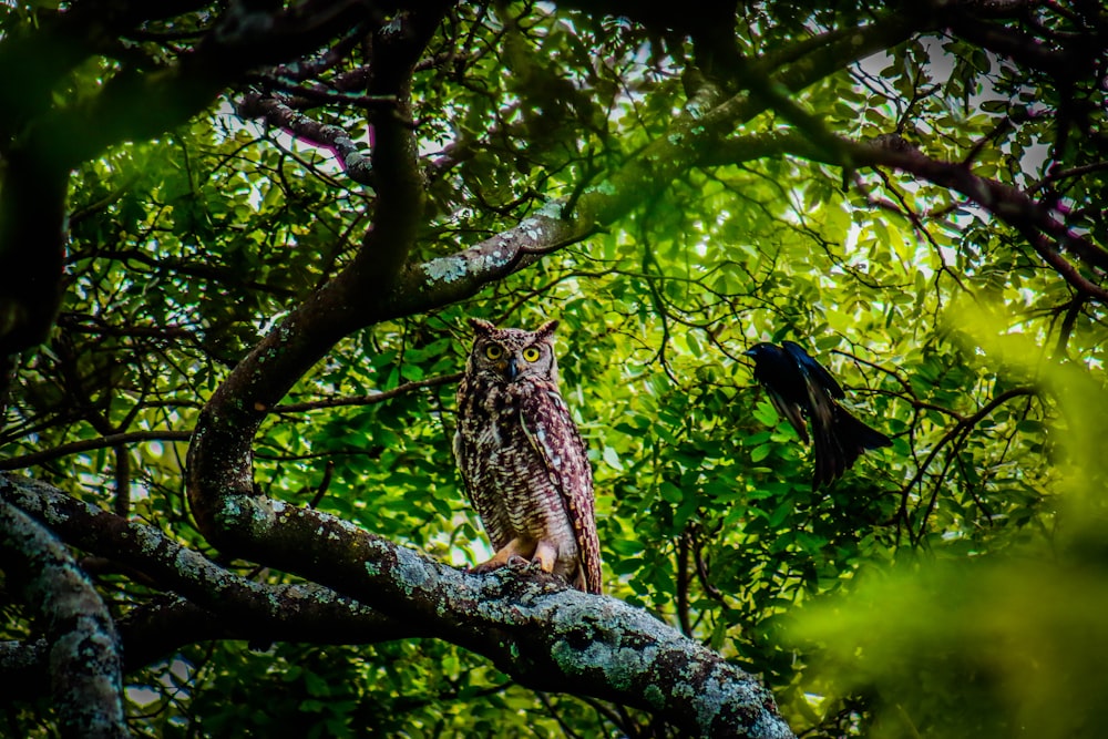 brown and white owl on tree branch during daytime