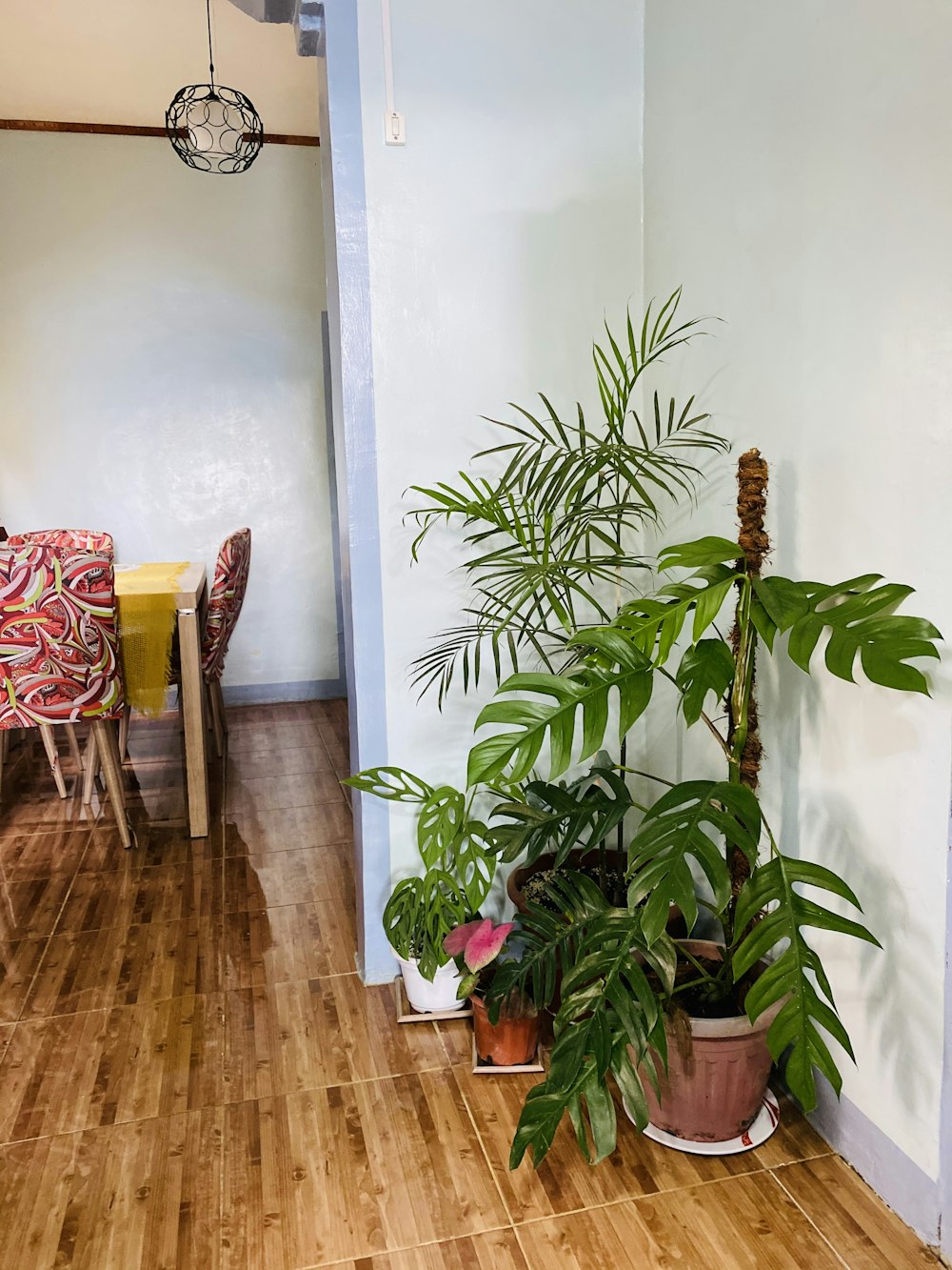 green indoor plant beside red and white chair