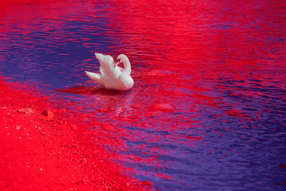 Cigno bianco sull'acqua durante il giorno