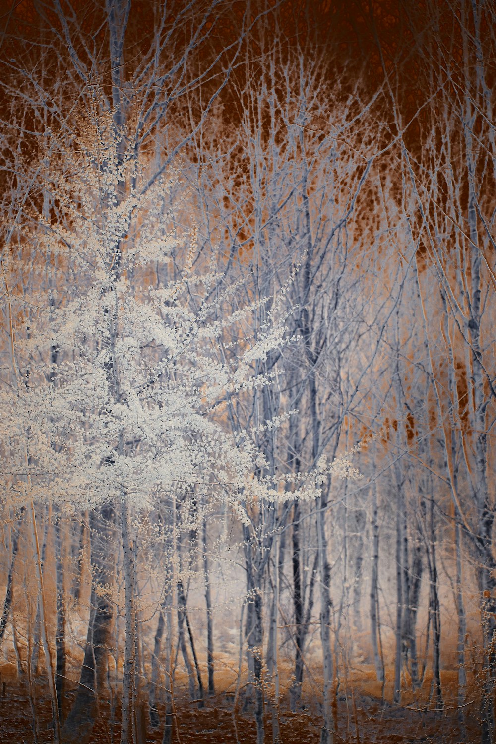 brown trees covered with snow during daytime