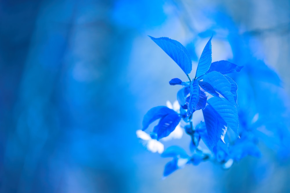 blue leaves in tilt shift lens