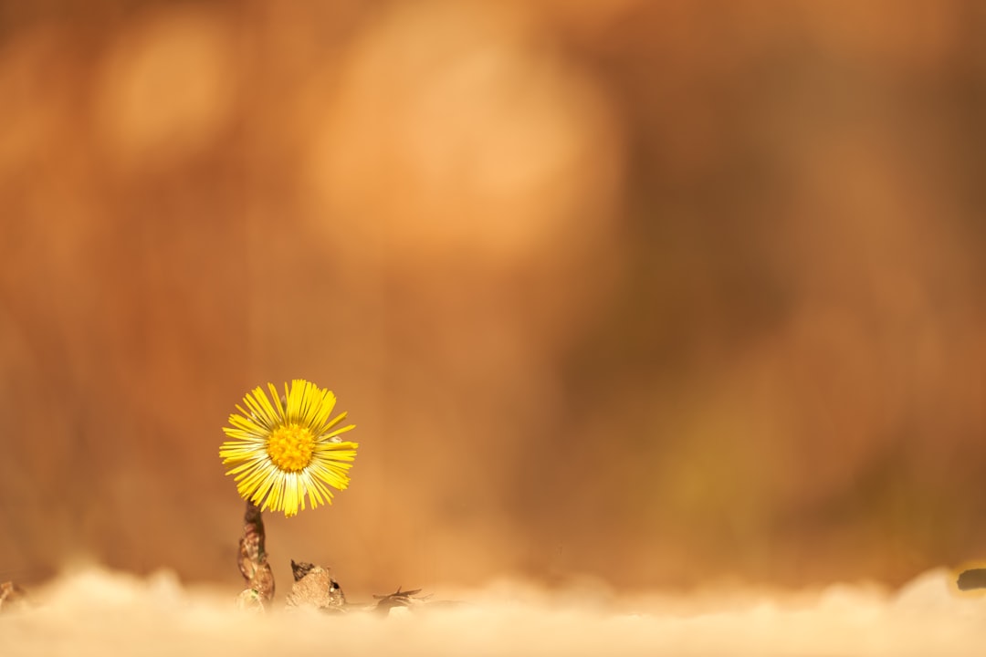 yellow daisy in the middle of the field