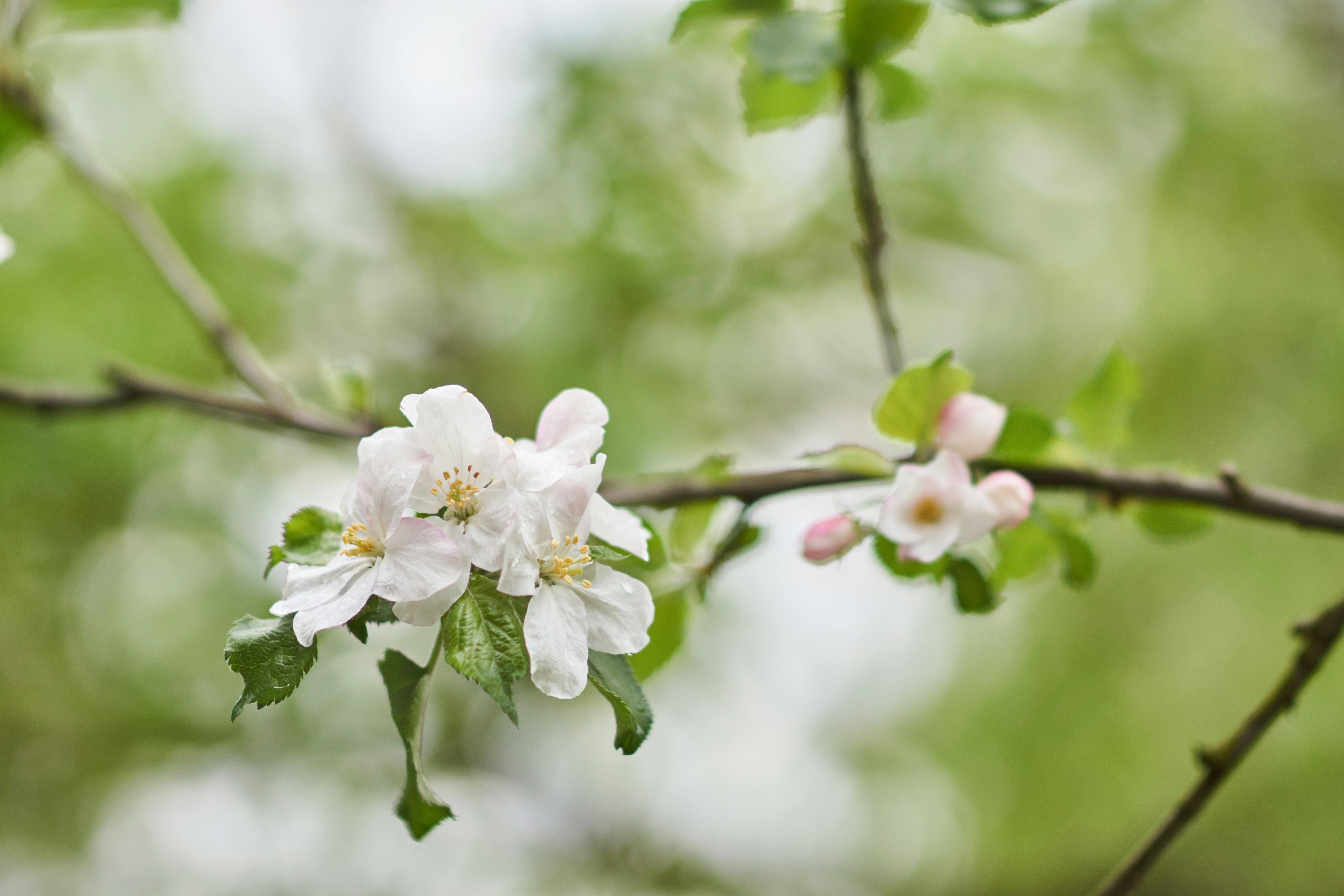 Photo by wolfgang_hasselmann