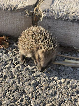 A hedgehog exploring a leafy garden during daylight hours.